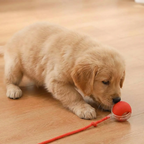 Active Rolling Ball for Dogs – Interactive Play, Exercise