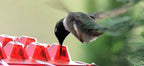 Ant Proof Hummingbird Feeder – Outdoor Hanging Perch, Garden Decor – Summer Party, Backyard Wildlife