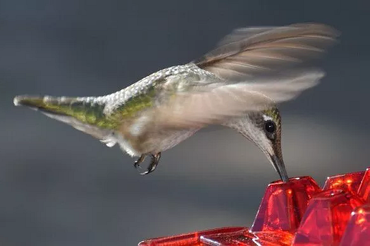 Ant Proof Hummingbird Feeder – Outdoor Hanging Perch, Garden Decor