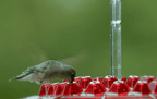 Ant Proof Hummingbird Feeder – Outdoor Hanging Perch, Garden Decor – Summer Party, Backyard Wildlife