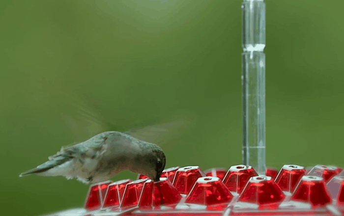 Ant Proof Hummingbird Feeder – Outdoor Hanging Perch, Garden Decor