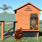 Automatic Chicken Coop Door System with Solar/Battery Options – Garden, Outdoor