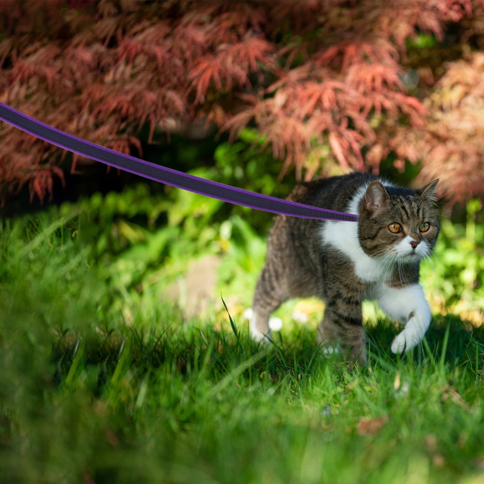 Extra Long Waterproof Dog Lead with Comfy Handle – Training, Outdoor
