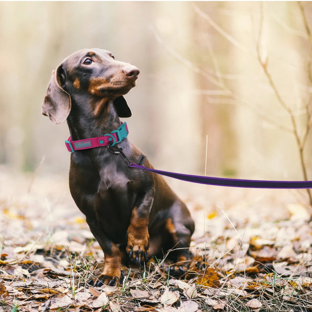 Extra Long Waterproof Dog Lead with Comfy Handle – Training, Outdoor