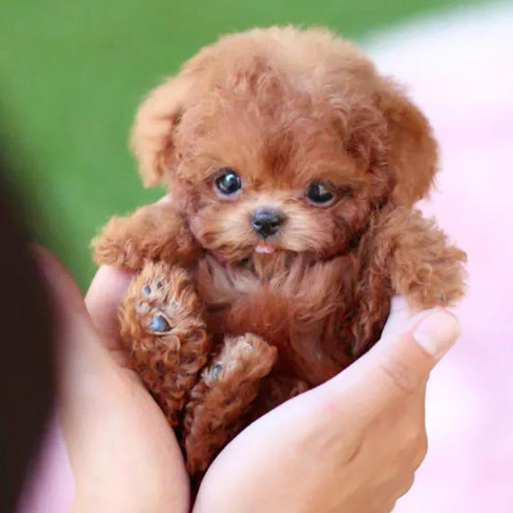 Interactive Plush Dog with Realistic Movements – Fun for Kids
