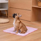 Pawolaf Pet Supplies – Training, Travel
