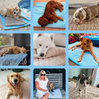 Pawolaf Pet Supplies – Training, Travel