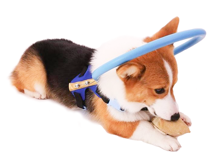 Protective bumper collar with harness mobility aid for blind dogs