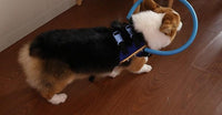 Protective bumper collar with harness mobility aid for blind dogs
