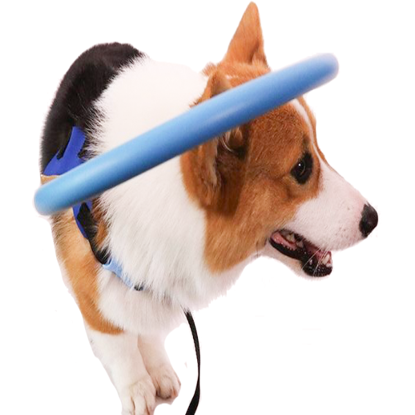 Protective bumper collar with harness mobility aid for blind dogs