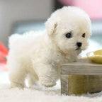 Realistic Interactive Robot Puppy – Home Companionship, Gift