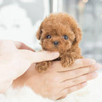 Realistic Interactive Robot Puppy – Home Companionship, Gift