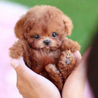Realistic Interactive Robot Puppy – Home Companionship, Gift