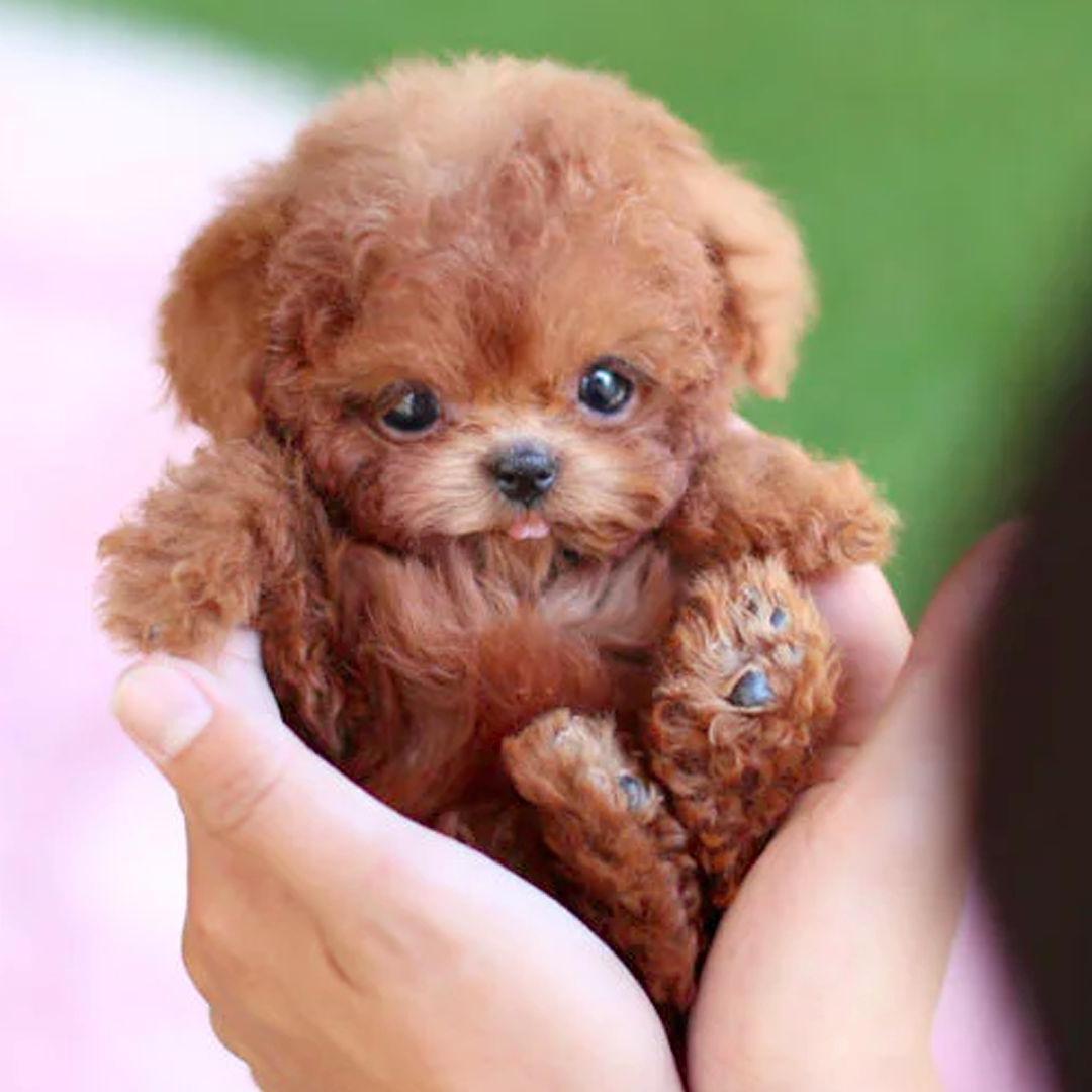 Realistic Interactive Robot Puppy – Home Companionship, Gift