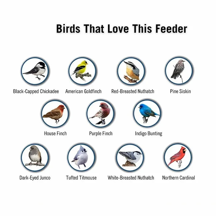 Squirrel-Proof Bird Feeder – Outdoor, Garden