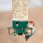 Squirrel-Proof Bird Feeder – Outdoor, Garden