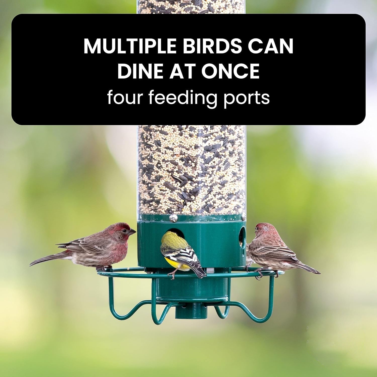 Squirrel-Proof Bird Feeder – Outdoor, Garden