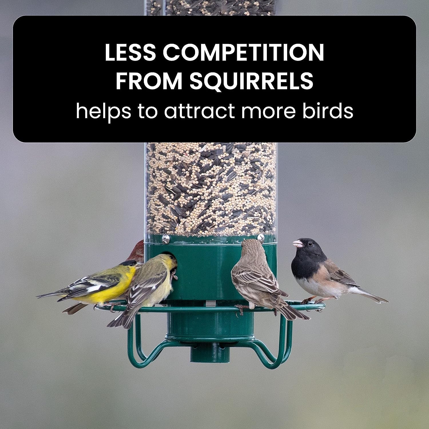 Squirrel-Proof Bird Feeder – Outdoor, Garden
