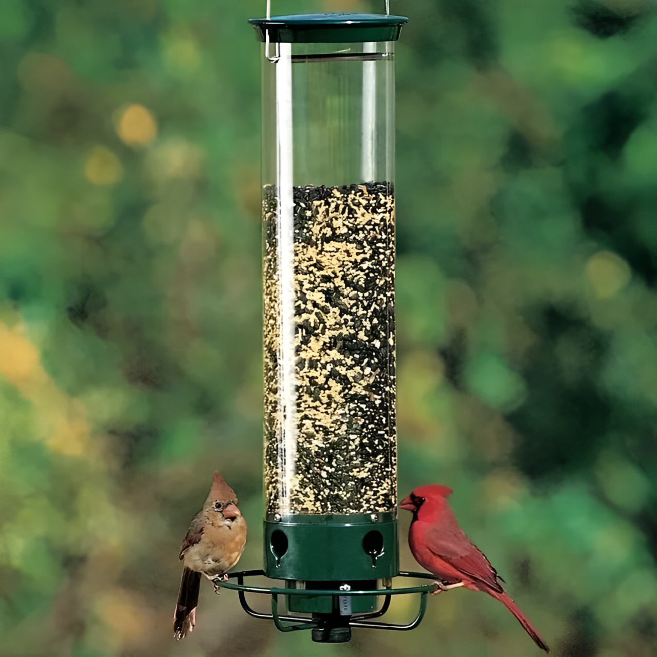 Squirrel-Proof Bird Feeder – Outdoor, Garden